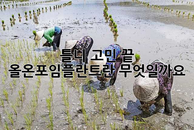 틀니 고민 끝! 올온포임플란트란 무엇일까요?